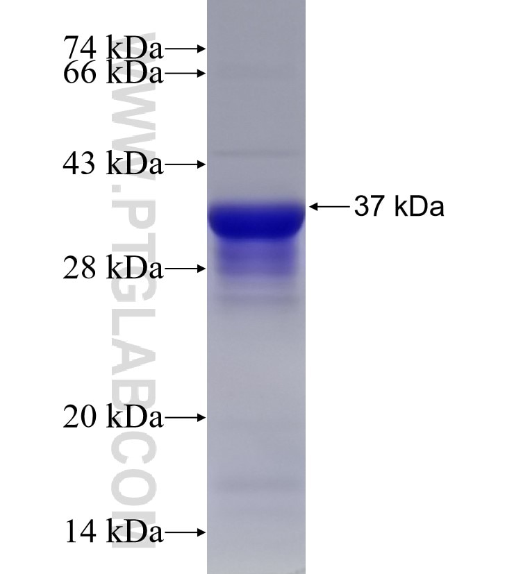UGP2 fusion protein Ag33160 SDS-PAGE