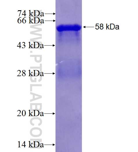 UGP2 fusion protein Ag0590 SDS-PAGE