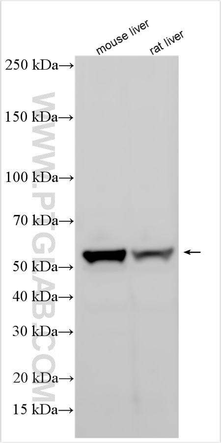 WB analysis using 23495-1-AP Western Blot (WB) analysis of various lysates using UGT1A1 Polyclonal antibody (23495-1-AP)