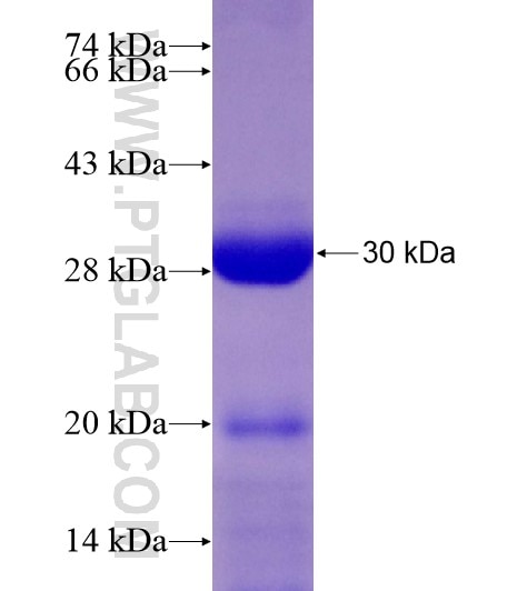 UGT1A1 fusion protein Ag19001 SDS-PAGE