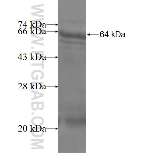 UGT1A10 fusion protein Ag6052 SDS-PAGE