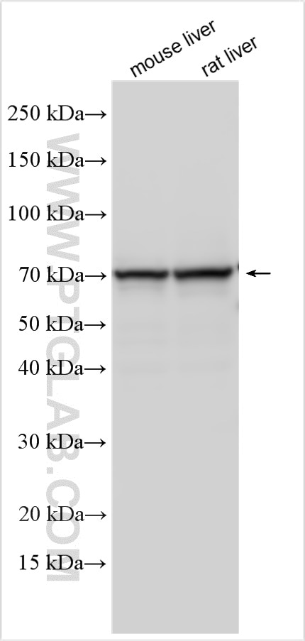 Western Blot (WB) analysis of various lysates using UGT1A6 Polyclonal antibody (23765-1-AP)