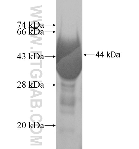 UGT1A9 fusion protein Ag10126 SDS-PAGE