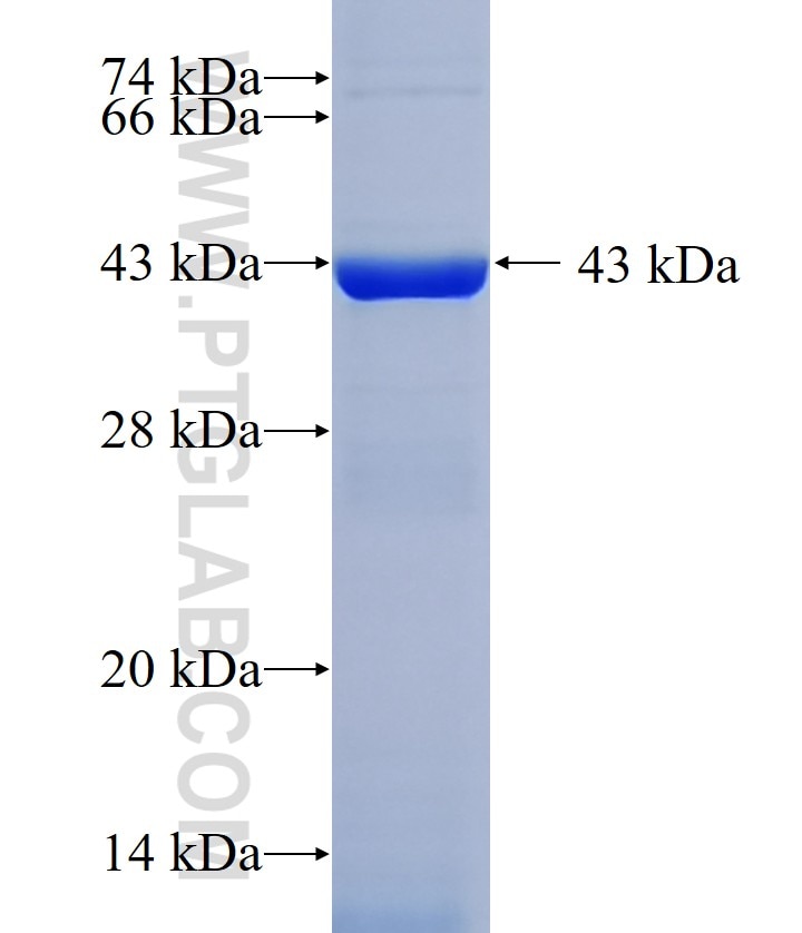 UGT1A9 fusion protein Ag10126 SDS-PAGE