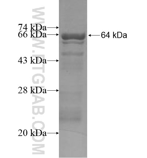 UGT1A9 fusion protein Ag10139 SDS-PAGE