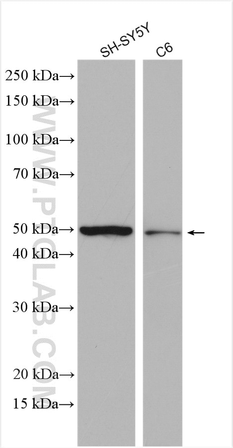 Western Blot (WB) analysis of various lysates using UGT2A1 Polyclonal antibody (24343-1-AP)