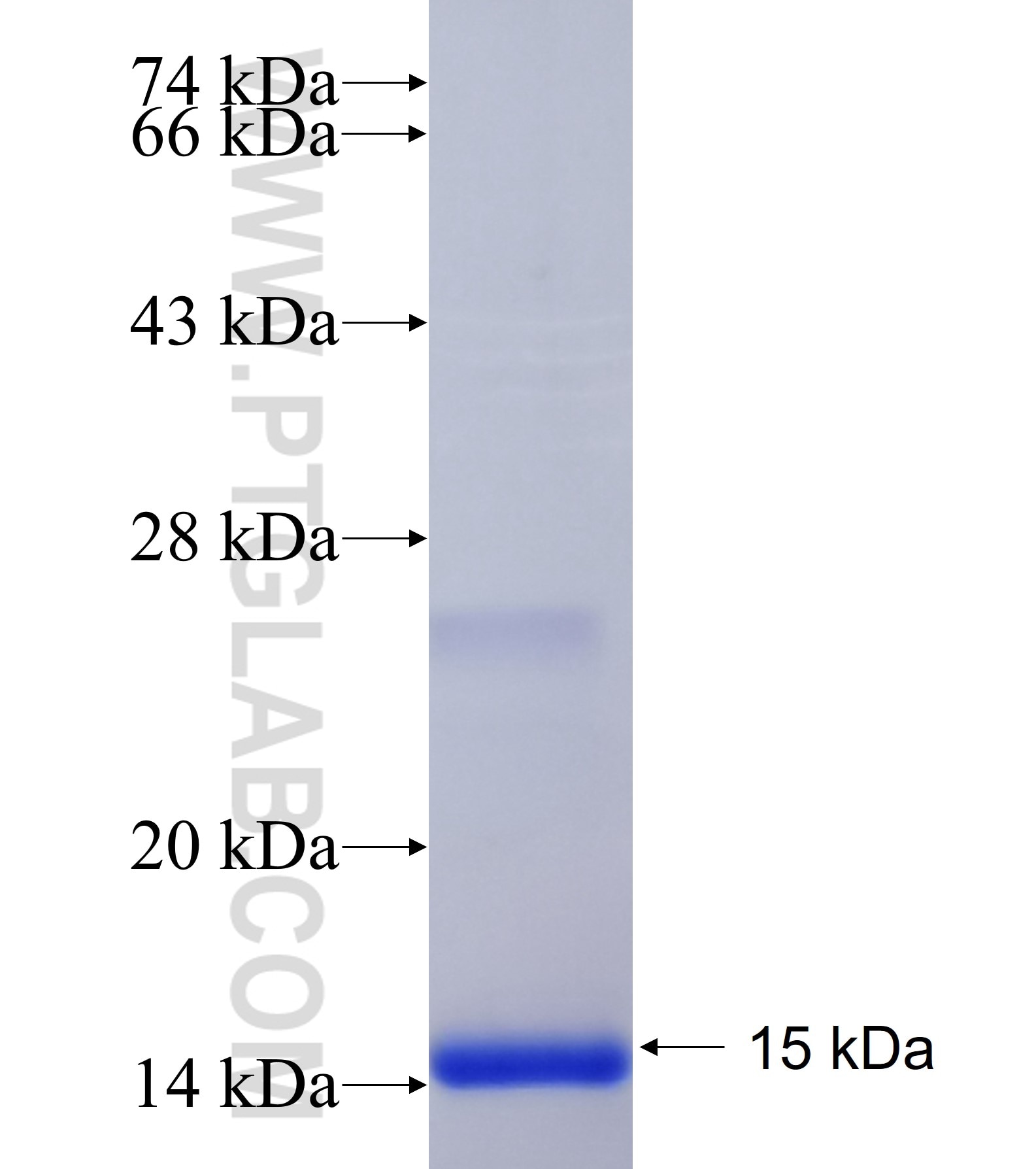 UGT2B11 fusion protein Ag40865 SDS-PAGE