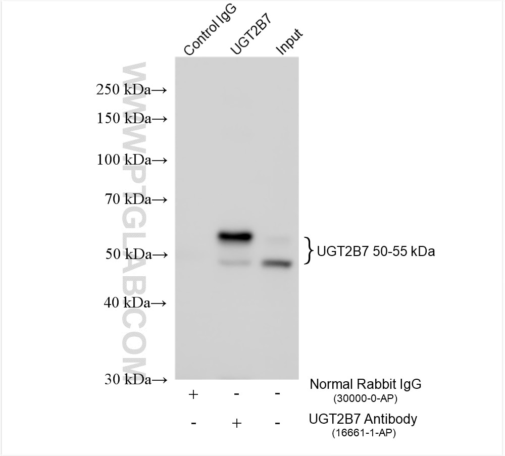 Immunoprecipitation (IP) experiment of rat liver tissue using UGT2B7 Polyclonal antibody (16661-1-AP)