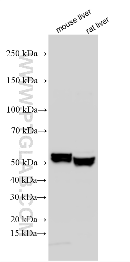 Western Blot (WB) analysis of various lysates using UGT2B7 Polyclonal antibody (16661-1-AP)