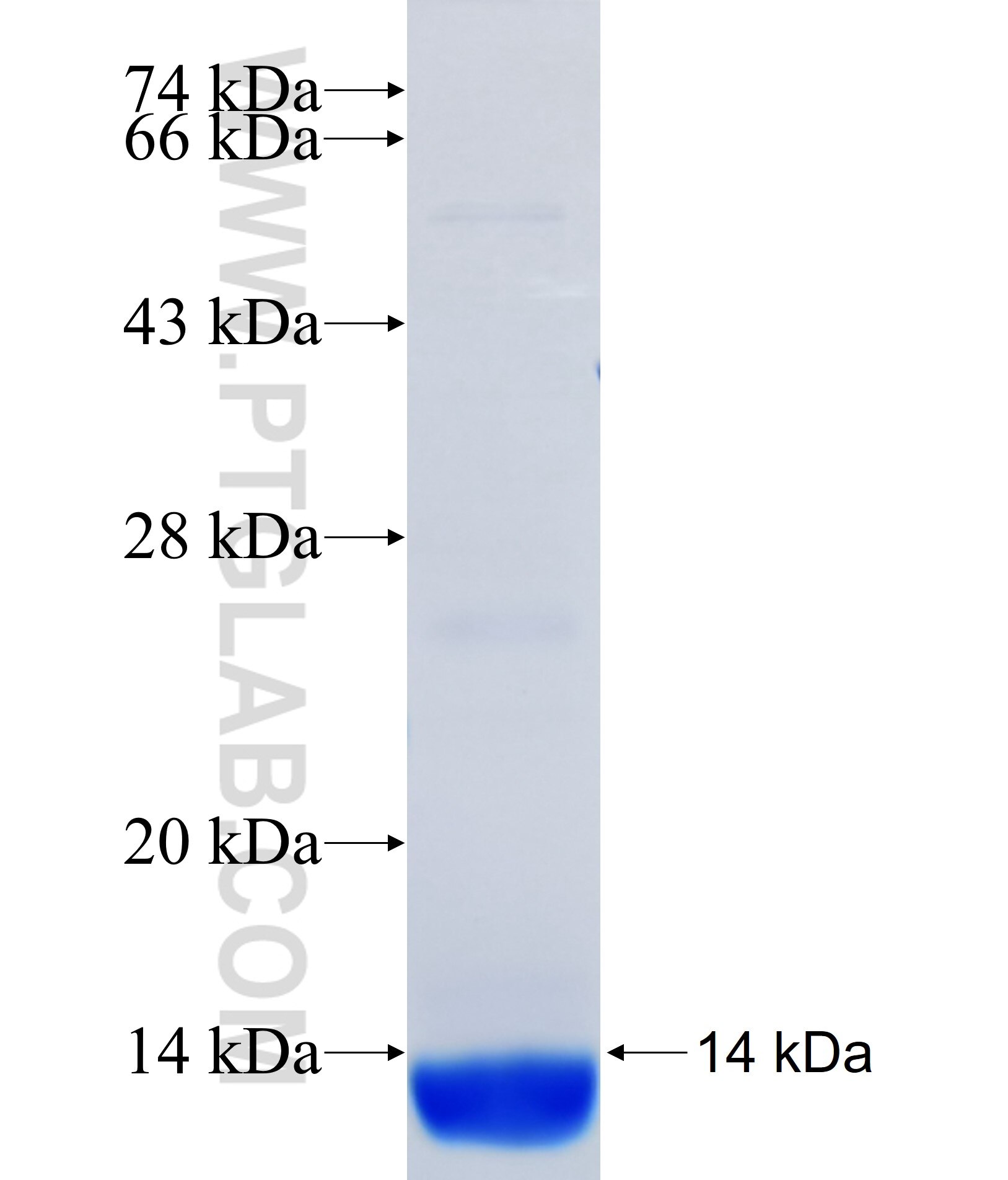 UGT8 fusion protein Ag37186 SDS-PAGE