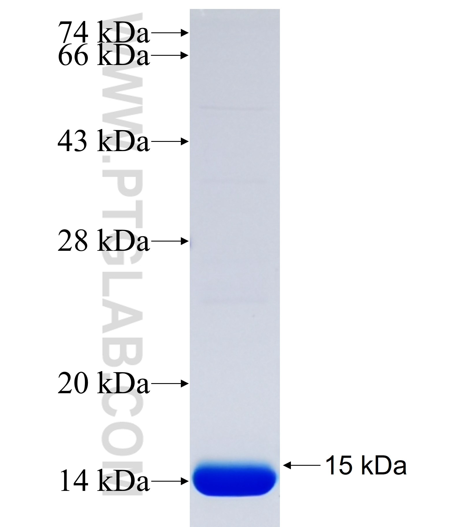 UGT8 fusion protein Ag37188 SDS-PAGE UGT8 fusion protein Ag37188 SDS-PAGE
