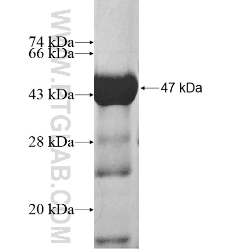 UGT8 fusion protein Ag12393 SDS-PAGE
