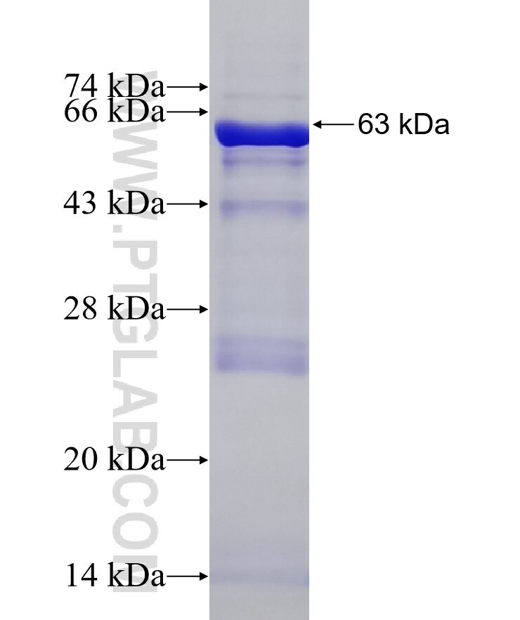 UGT8 fusion protein Ag13137 SDS-PAGE