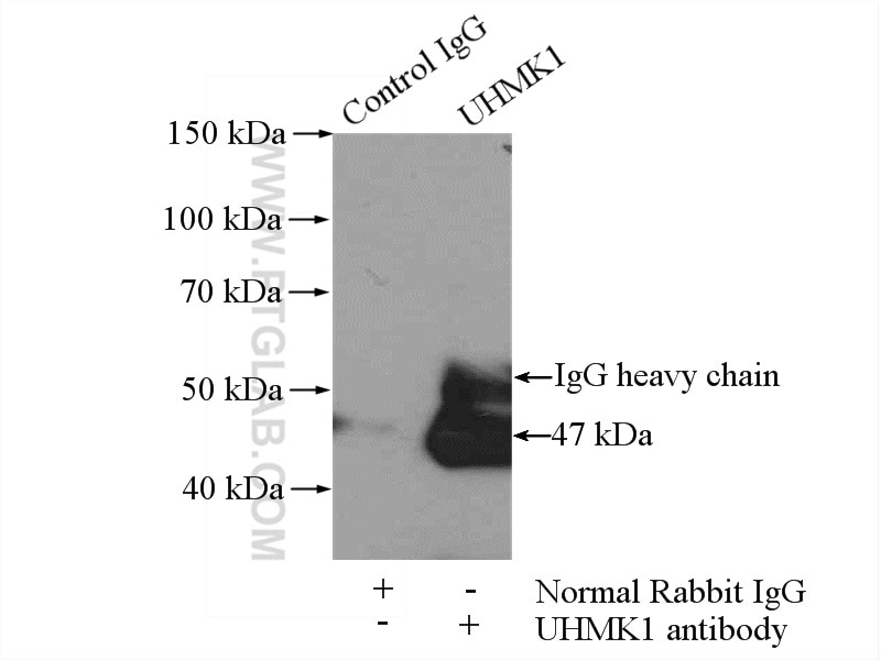 Immunoprecipitation (IP) experiment of mouse brain tissue using UHMK1 Polyclonal antibody (11624-1-AP)