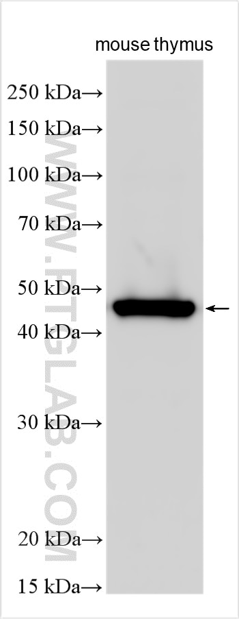 Western Blot (WB) analysis of mouse thymus tissue using UHMK1 Polyclonal antibody (11624-1-AP)