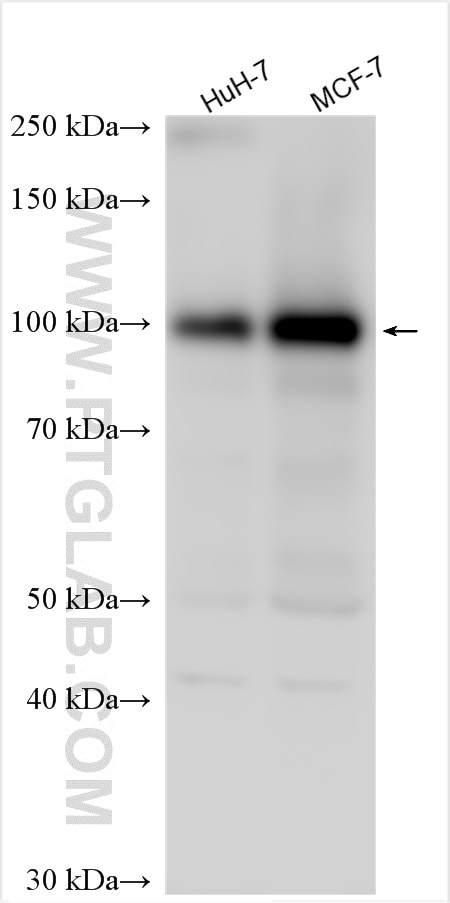 Western Blot (WB) analysis of various lysates using UHRF1 Polyclonal antibody (21402-1-AP)