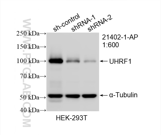 Western Blot (WB) analysis of HEK-293T cells using UHRF1 Polyclonal antibody (21402-1-AP)
