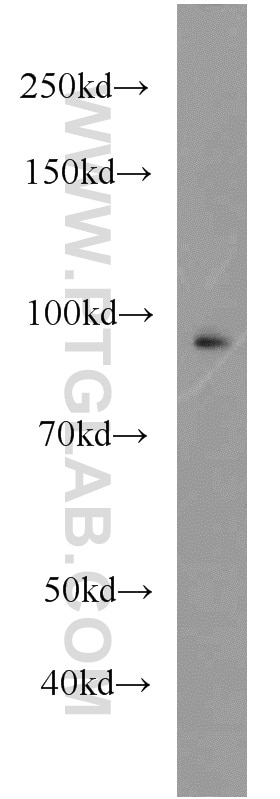 Western Blot (WB) analysis of MCF-7 cells using UHRF1 Polyclonal antibody (21402-1-AP)