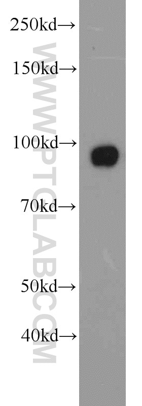 Western Blot (WB) analysis of MCF-7 cells using UHRF1 Polyclonal antibody (21402-1-AP)