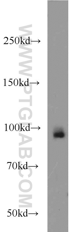 Western Blot (WB) analysis of MCF-7 cells using UHRF1 Polyclonal antibody (21402-1-AP)