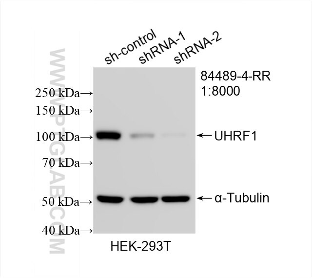 Western Blot (WB) analysis of HEK-293T cells using UHRF1 Recombinant antibody (84489-4-RR)