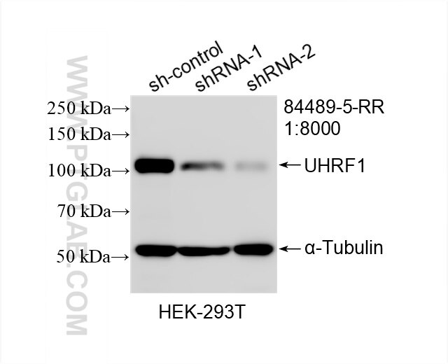 Western Blot (WB) analysis of HEK-293T cells using UHRF1 Recombinant antibody (84489-5-RR)