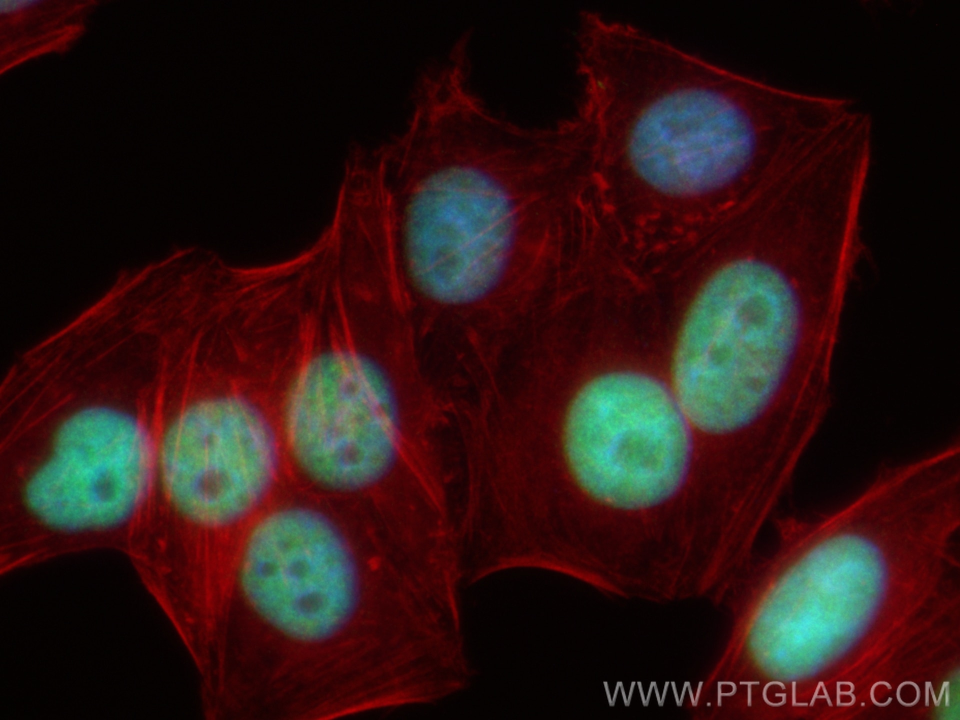 Immunofluorescence (IF) / fluorescent staining of HepG2 cells using CoraLite® Plus 488-conjugated UHRF1 Recombinant an (CL488-84489-5)