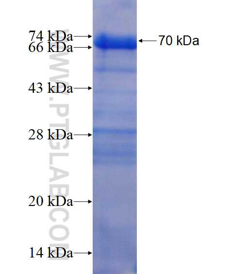 UHRF1 fusion protein Ag16111 SDS-PAGE