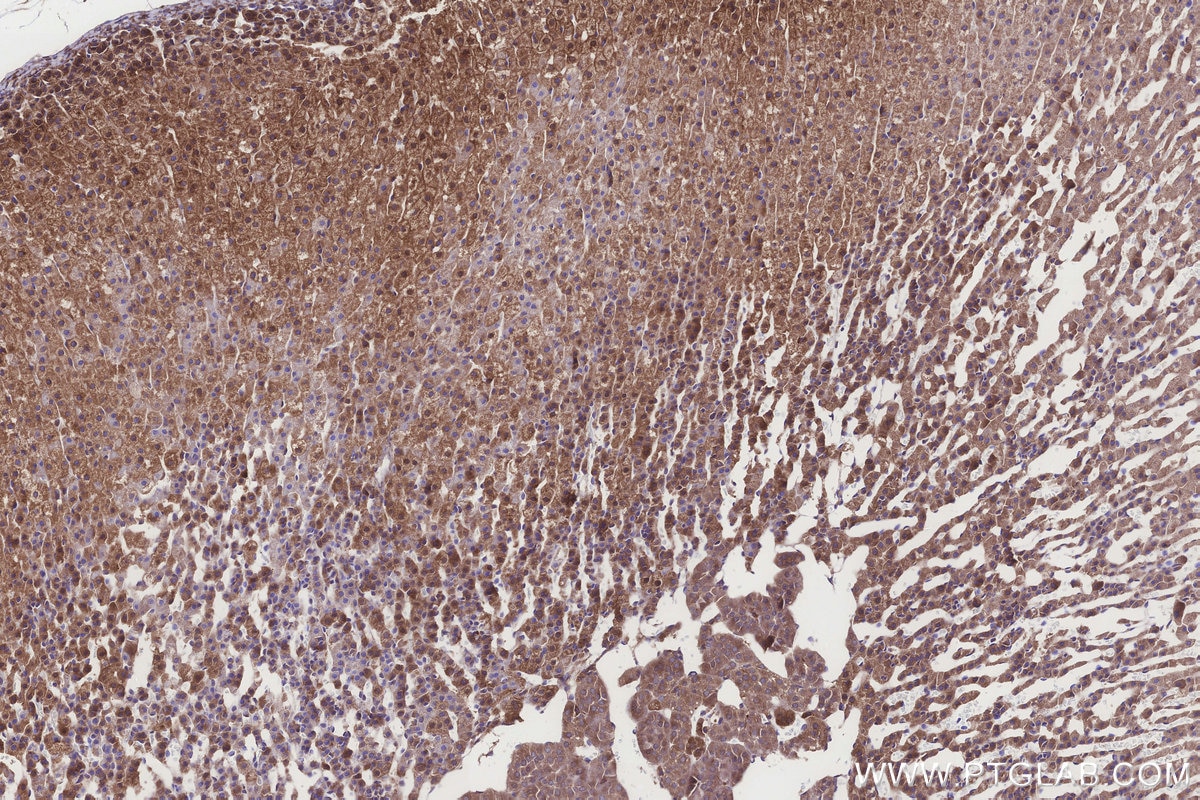IHC staining of rat adrenal gland using 24345-1-AP Immunohistochemistry (IHC) staining of rat adrenal gland tissue using UHRF1BP1 Polyclonal antibody (24345-1-AP)