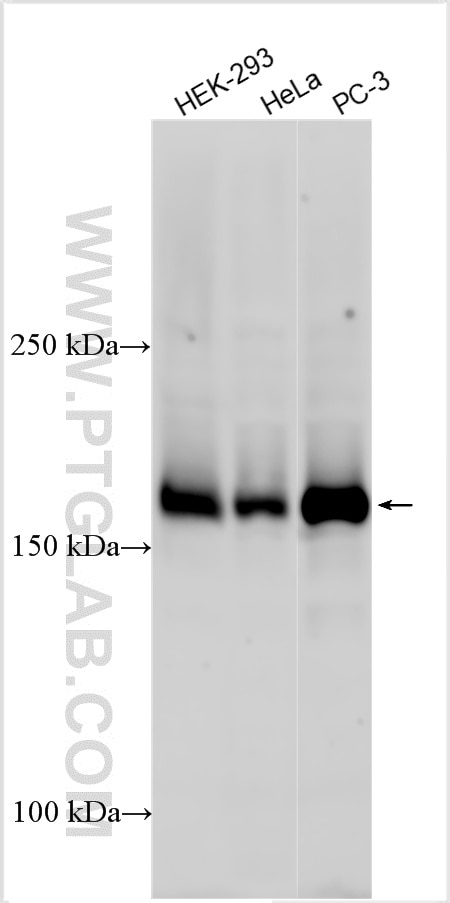 Western Blot (WB) analysis of various lysates using UHRF1BP1 Polyclonal antibody (24345-1-AP)