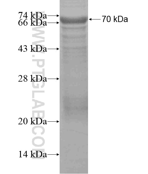 UHRF1BP1 fusion protein Ag19677 SDS-PAGE