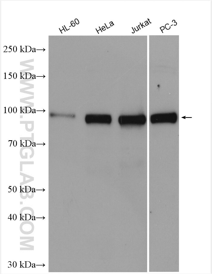 Western Blot (WB) analysis of various lysates using UHRF2 Polyclonal antibody (25710-1-AP)