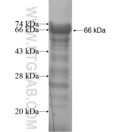 UIMC1 fusion protein Ag4582 SDS-PAGE