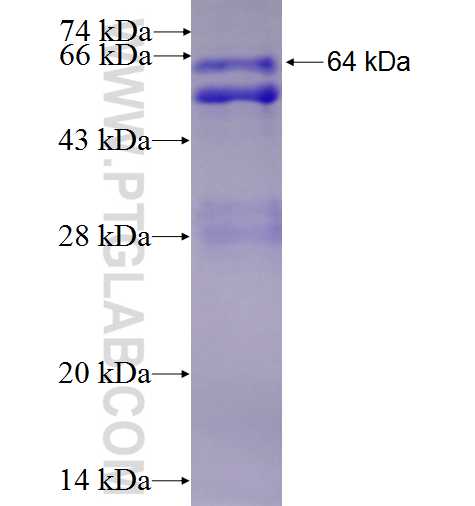 UL27 fusion protein Ag0411 SDS-PAGE