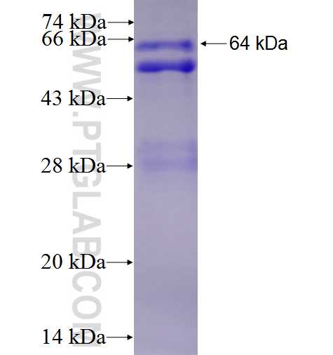 UL27 fusion protein Ag0411 SDS-PAGE