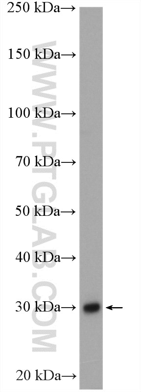 Western Blot (WB) analysis of Jurkat cells using ULBP1 Polyclonal antibody (17715-1-AP)