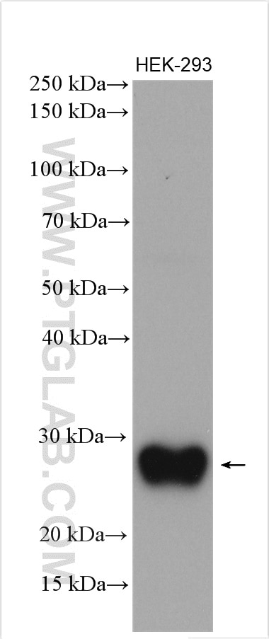 Western Blot (WB) analysis of HEK-293 cells using ULBP1 Polyclonal antibody (17715-1-AP)
