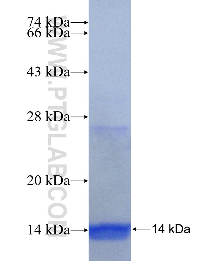 ULBP1 fusion protein Ag29827 SDS-PAGE