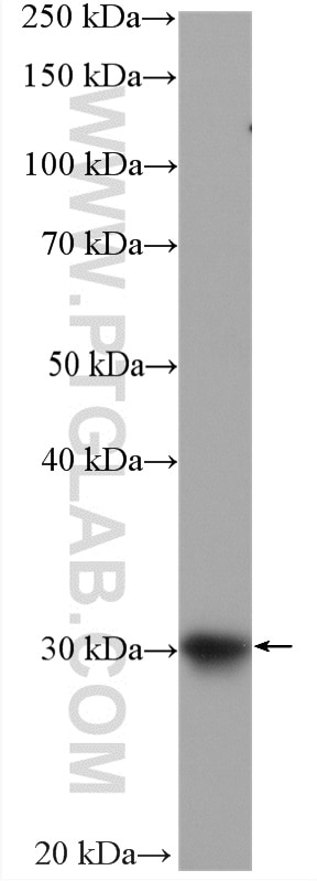 Western Blot (WB) analysis of Jurkat cells using ULBP2 Polyclonal antibody (13133-1-AP)