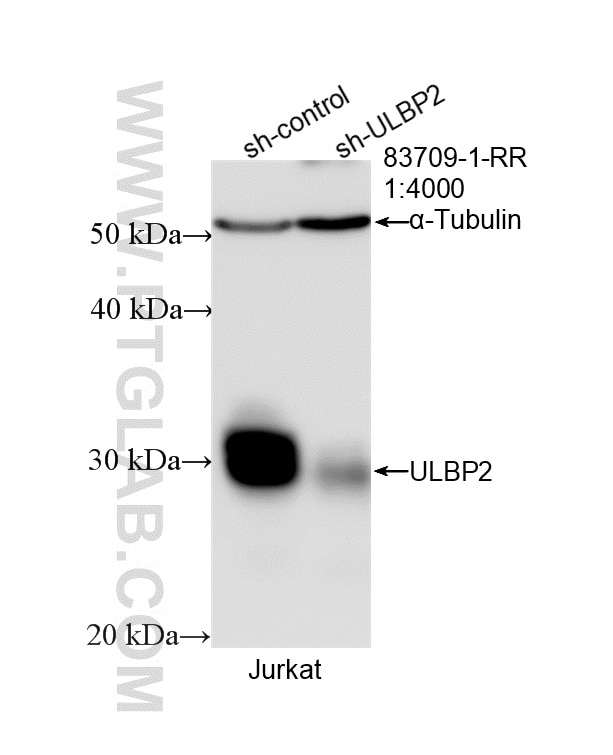 Western Blot (WB) analysis of Jurkat cells using ULBP2 Recombinant antibody (83709-1-RR)