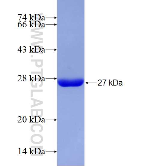 ULBP2 fusion protein Ag28879 SDS-PAGE