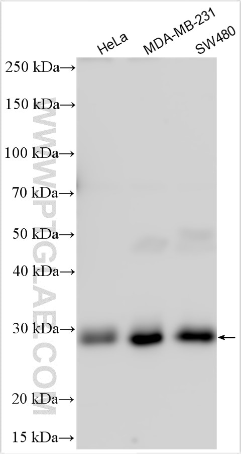 Western Blot (WB) analysis of various lysates using ULBP3 Polyclonal antibody (30058-1-AP)
