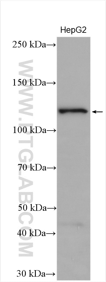 Western Blot (WB) analysis of HepG2 cells using ULK1 Polyclonal antibody (20986-1-AP)