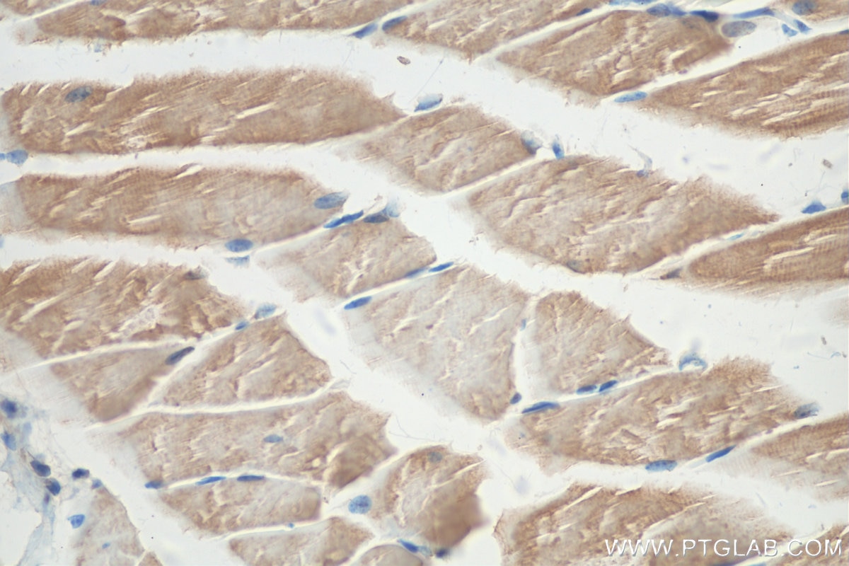 IHC staining of mouse skeletal muscle using 27352-1-AP