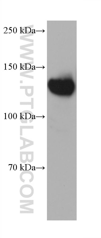 WB analysis of PC-3 using 68445-1-Ig