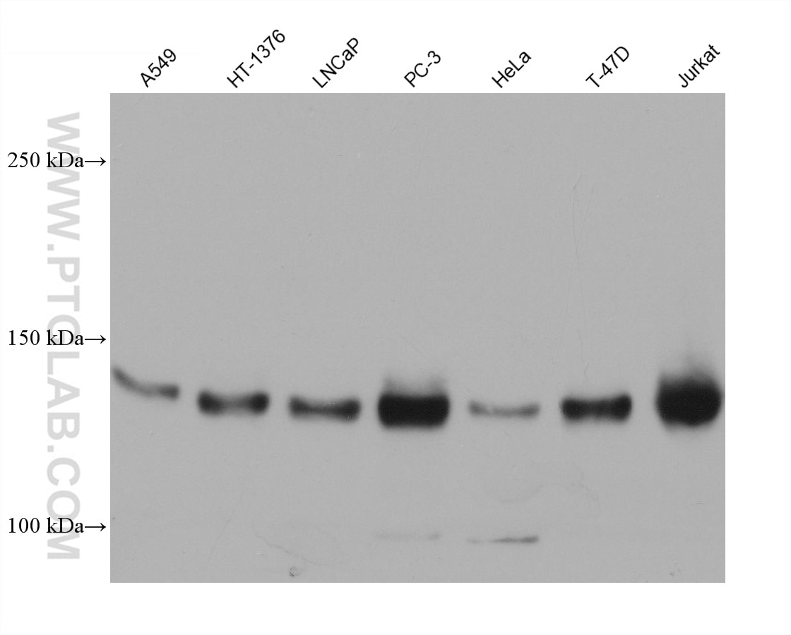 Western Blot (WB) analysis of various lysates using ULK1 Monoclonal antibody (68445-1-Ig)