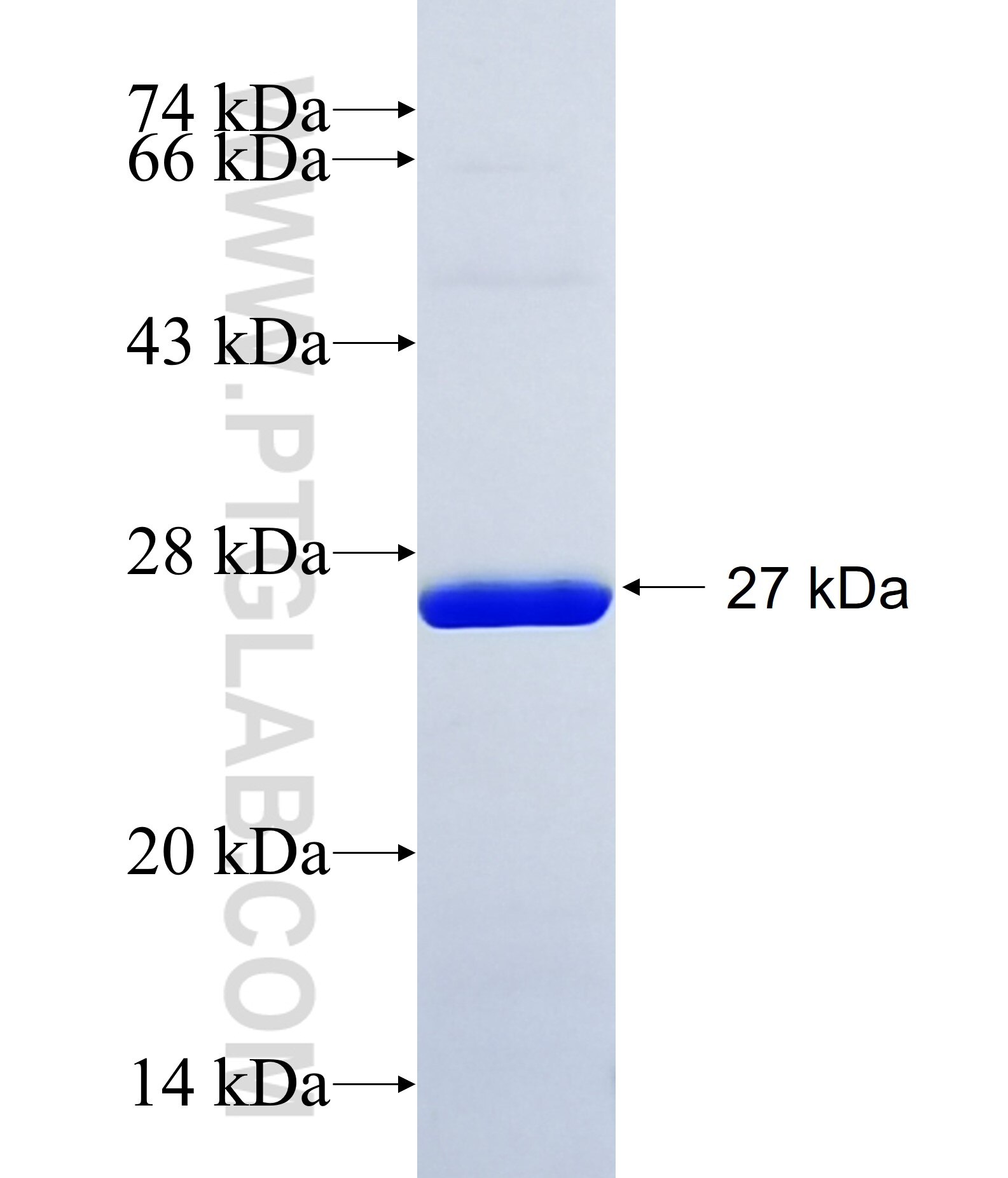 ULK3 fusion protein Ag15094 SDS-PAGE