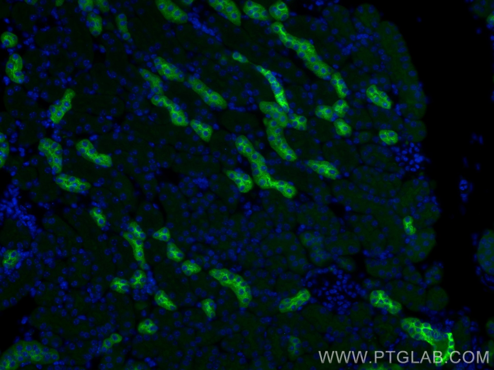 Immunofluorescence (IF) / fluorescent staining of mouse kidney tissue using Uromodulin Polyclonal antibody (29975-1-AP)