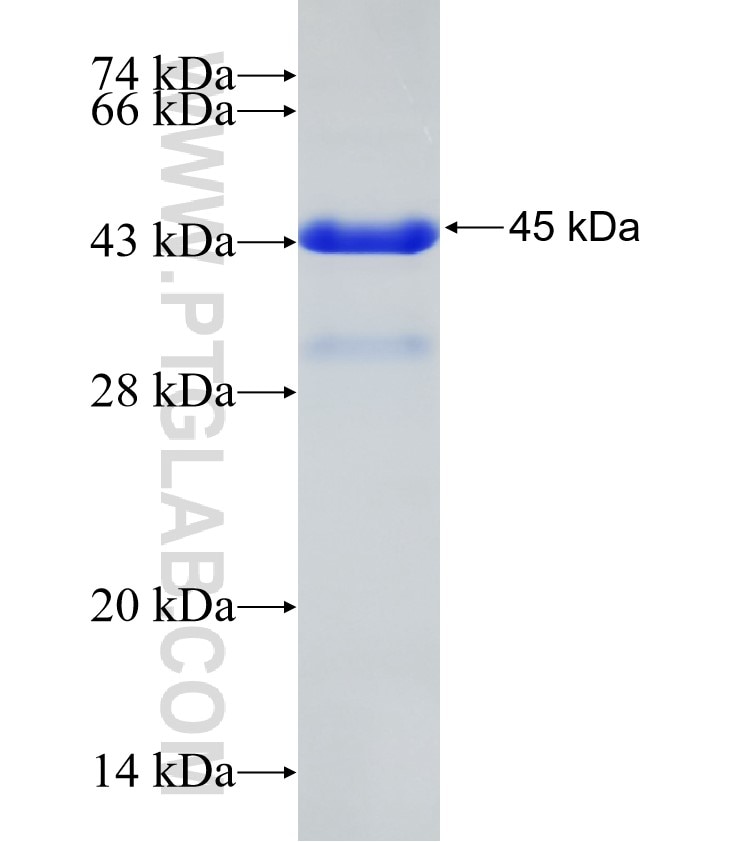 UMOD fusion protein Ag32343 SDS-PAGE
