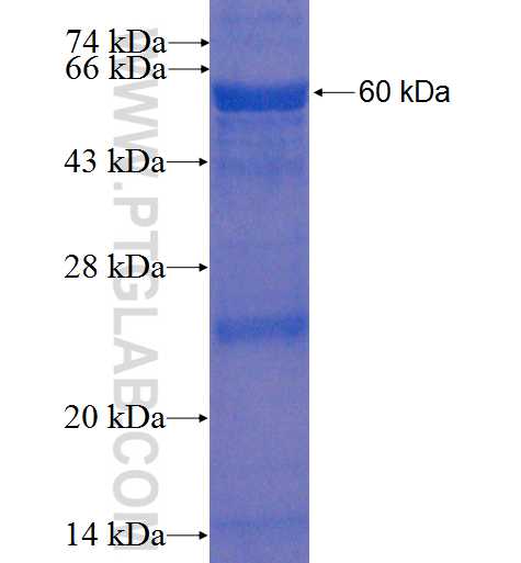 UMOD fusion protein Ag2494 SDS-PAGE